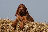 SETTER IRLANDAIS 124